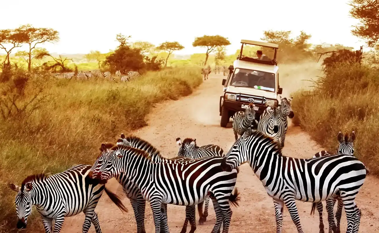 5 Days Tanzania Classic Safari 5 Days Tanzania Classic Safari