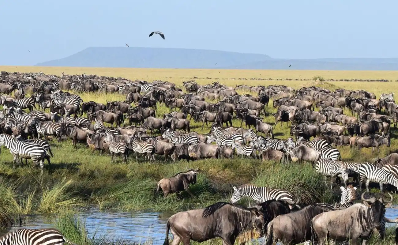 7 Days Tanzania Classic Safari 7 Days Tanzania Classic Safari