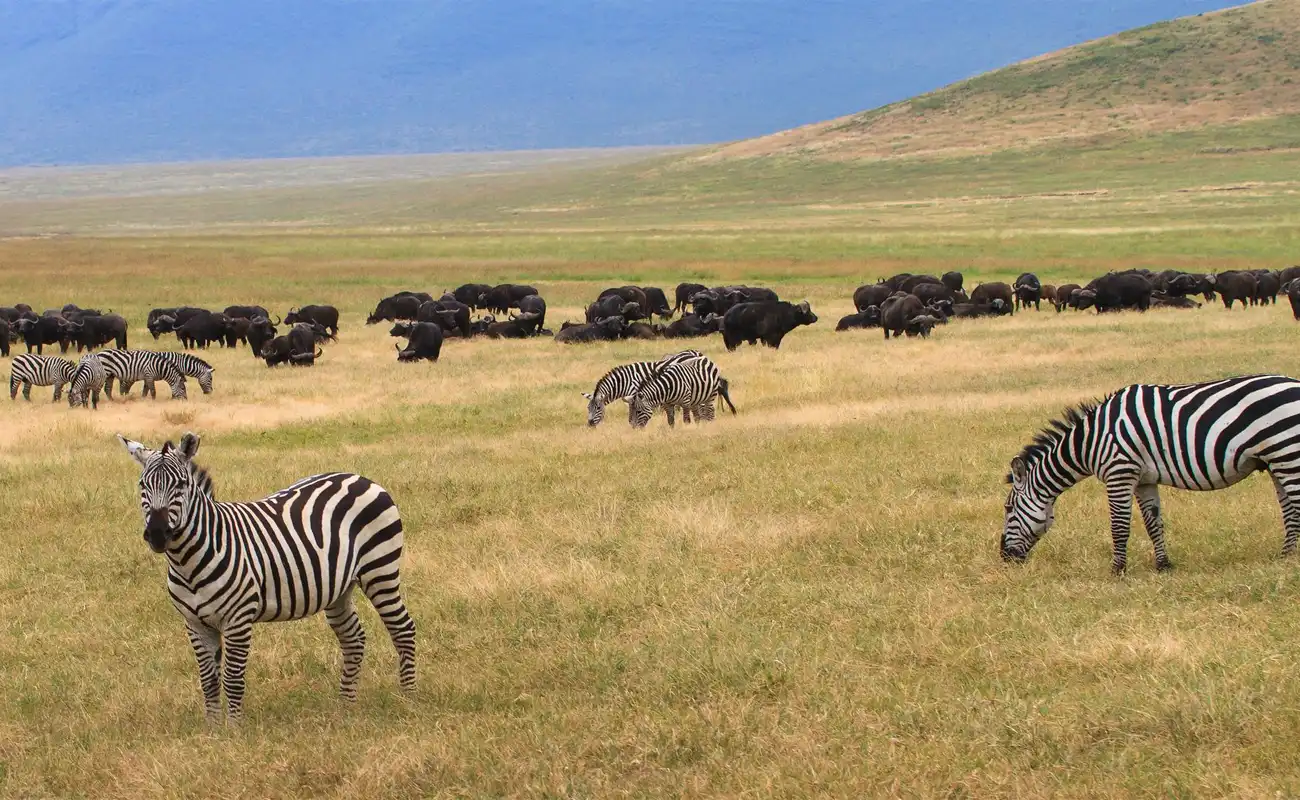 6 Days Fly-In Safari 6 Days Fly-In Safari