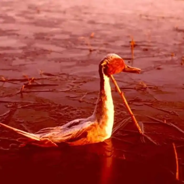 Lake Natron Deadly Alkalinity: Nature's Chemical Cauldron